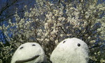 image/maroyama-2009-02-21T23:50:47-1.JPG